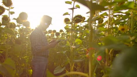 El-Agricultor-Utiliza-Tecnología-Moderna-En-El-Campo.-Un-Hombre-Con-Sombrero-Entra-En-Un-Campo-De-Girasoles-Al-Atardecer-Sosteniendo-Una-Tableta,-Mira-Las-Plantas-Y-Presiona-La-Pantalla-Con-Los-Dedos.-Camara-Lenta